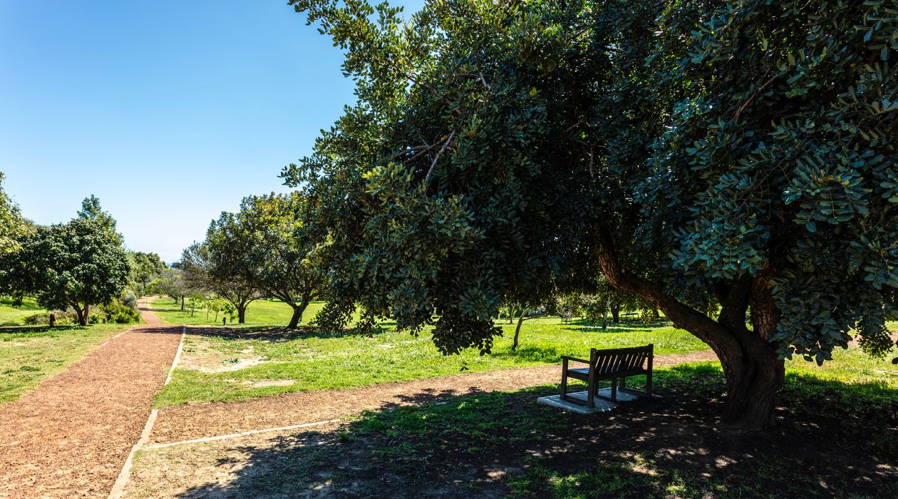 Explore the Arboretum’s open green spaces and quiet walkways